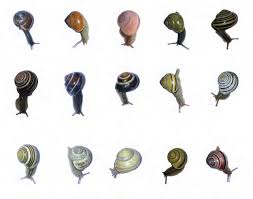 Attēlu rezultāti vaicājumam “Cepaea nemoralis”