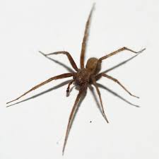 Attēlu rezultāti vaicājumam “Paidiscura pallens”