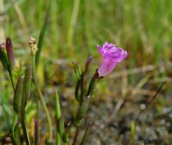 Attēlu rezultāti vaicājumam “Anthyllis maritima bud”