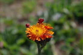 Attēlu rezultāti vaicājumam “Pilosella aurantiaca flower”