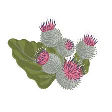 Attēlu rezultāti vaicājumam “Arctium tomentosum flower”