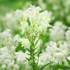 Attēlu rezultāti vaicājumam “Filipendula ulmaria”