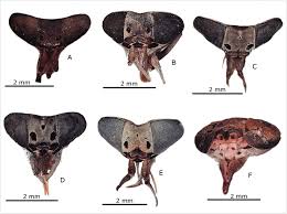 Attēlu rezultāti vaicājumam “Haematopota sp.”
