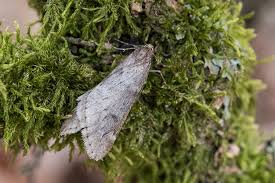 Attēlu rezultāti vaicājumam “Alsophila aescularia”