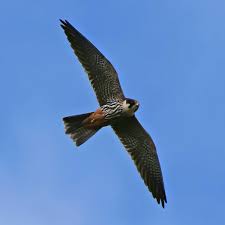 Attēlu rezultāti vaicājumam “Falco subbuteo adult”