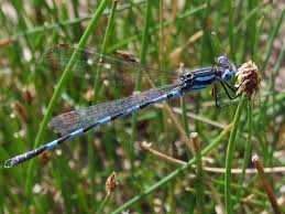 Attēlu rezultāti vaicājumam “Lestidae”