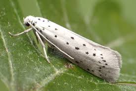 Attēlu rezultāti vaicājumam “Yponomeuta malinellus / cagnagella”