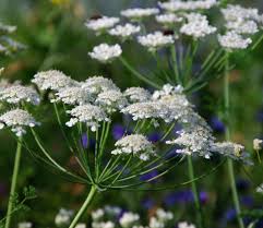 Attēlu rezultāti vaicājumam “Anthriscus”