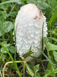 Attēlu rezultāti vaicājumam “Coprinus comatus”