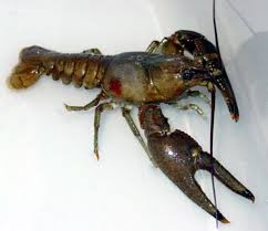 Attēlu rezultāti vaicājumam “Criocephalus rusticus”