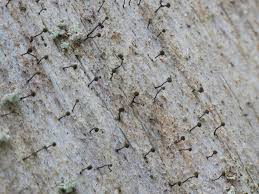 Attēlu rezultāti vaicājumam “Chaenotheca gracilenta”