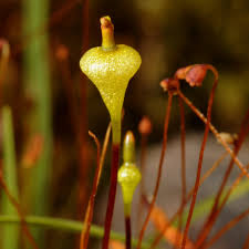 Attēlu rezultāti vaicājumam “Splachnum ampullaceum sporophyte”