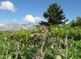 Attēlu rezultāti vaicājumam “Vacciniina optilete underside”