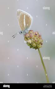 Attēlu rezultāti vaicājumam “Agrodiaetus damon”