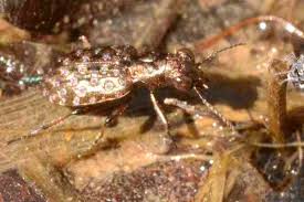 Attēlu rezultāti vaicājumam “Elaphrus cupreus”