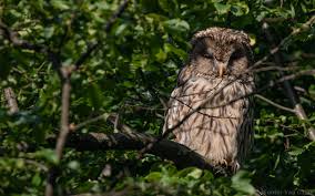 Attēlu rezultāti vaicājumam “Strix uralensis adult”