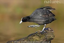 Attēlu rezultāti vaicājumam “Fulica atra”