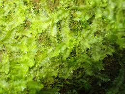 Attēlu rezultāti vaicājumam “Lophocolea bidentata”