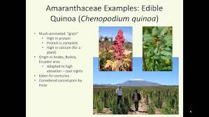 Attēlu rezultāti vaicājumam “Amaranthaceae”