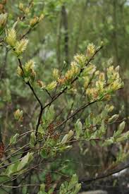 Attēlu rezultāti vaicājumam “Salix myrtilloides”