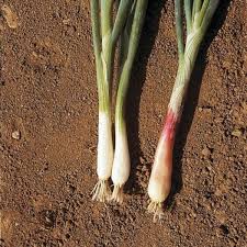 Résultat de recherche d'images pour "Allium fistulosum"