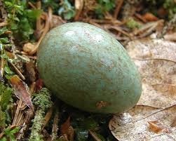 Attēlu rezultāti vaicājumam “Turdus merula eggs”