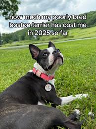 Image result for Boothtown Terriers A R L F C