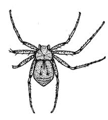 Attēlu rezultāti vaicājumam “Philodromus margaritatus”