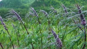 Attēlu rezultāti vaicājumam “Leonurus quinquelobatus flower”