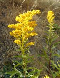 Attēlu rezultāti vaicājumam “Lithomoia solidaginis”