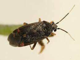 Attēlu rezultāti vaicājumam “Psallus sp. imago”