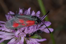 Attēlu rezultāti vaicājumam “Zygaena viciae”