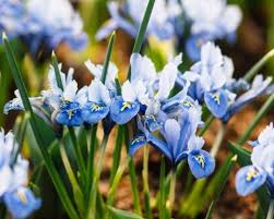 Attēlu rezultāti vaicājumam “Iris reticulata”
