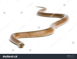 Attēlu rezultāti vaicājumam “Coronella austriaca adult”