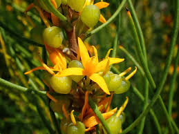 Attēlu rezultāti vaicājumam “Ophiotheca chrysosperma sessile”