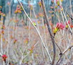 Attēlu rezultāti vaicājumam “Sorbaria sorbifolia bud”