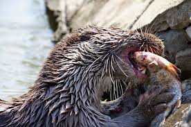 Attēlu rezultāti vaicājumam “Lutra lutra”