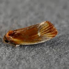 Attēlu rezultāti vaicājumam “Eulia ministrana”