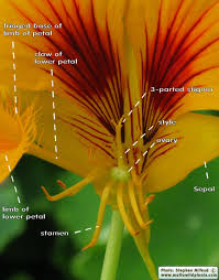 Attēlu rezultāti vaicājumam “Tropaeolum majus flower”