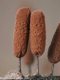 Attēlu rezultāti vaicājumam “Stemonitopsis aequalis var. microspora macro”