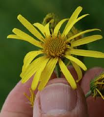 Attēlu rezultāti vaicājumam “Jacobaea paludosa”