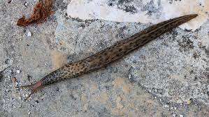 Attēlu rezultāti vaicājumam “Limax maximus”