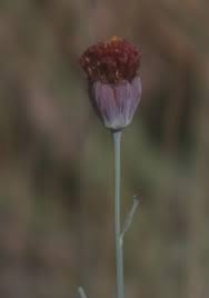 Attēlu rezultāti vaicājumam “Linaria loeselii bud”