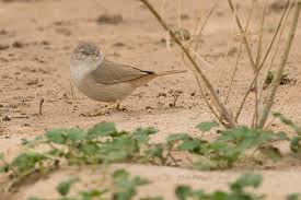 Image result for Sylvia nana