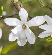 Attēlu rezultāti vaicājumam “Magnolia kobus flower”