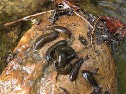 Attēlu rezultāti vaicājumam “Haemopis sanguisuga”