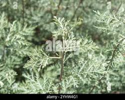 Image result for Artemisia gmelinii