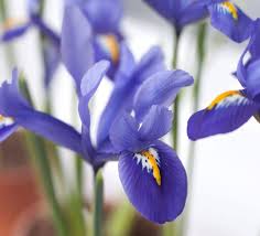 Attēlu rezultāti vaicājumam “Iris reticulata”