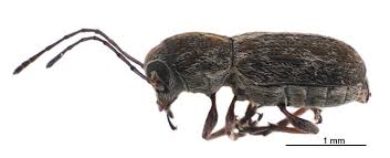 Attēlu rezultāti vaicājumam “Anthribidae”