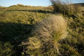 Attēlu rezultāti vaicājumam “Juncus conglomeratus”